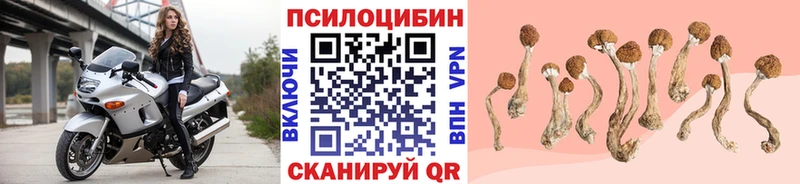 Галлюциногенные грибы Cubensis  как найти закладки  Ковдор 